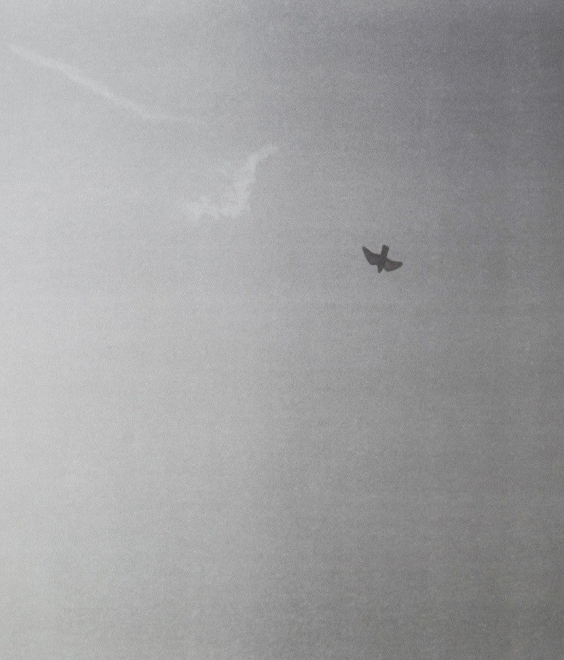 Untitled (Bird) - My Store