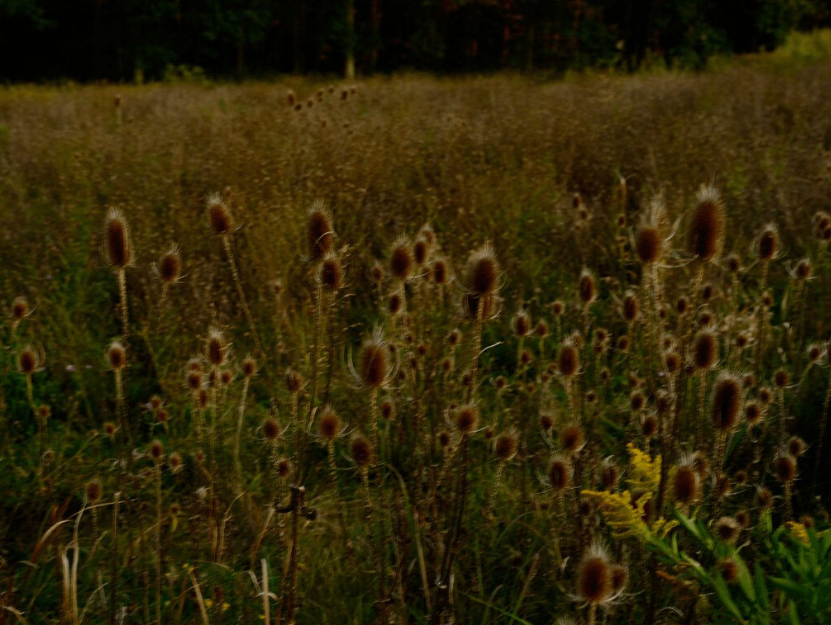 Wild Flowers - My Store