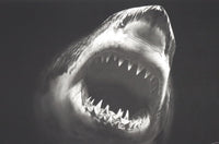 Bruce