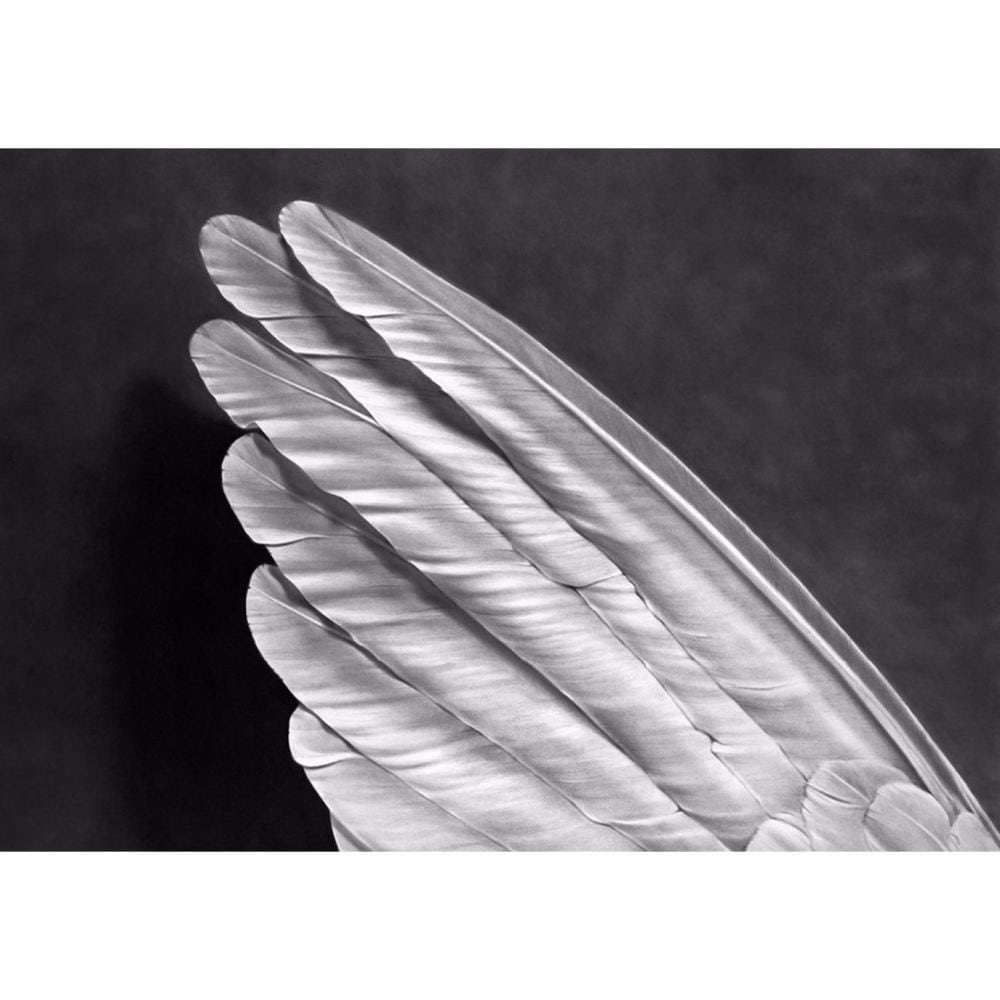 Angel´s Wing (Small Version) - My Store