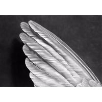 Angel´s Wing (Small Version)