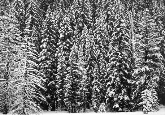 White Snow Trees of the Black Forest - My Store