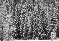 White Snow Trees of the Black Forest