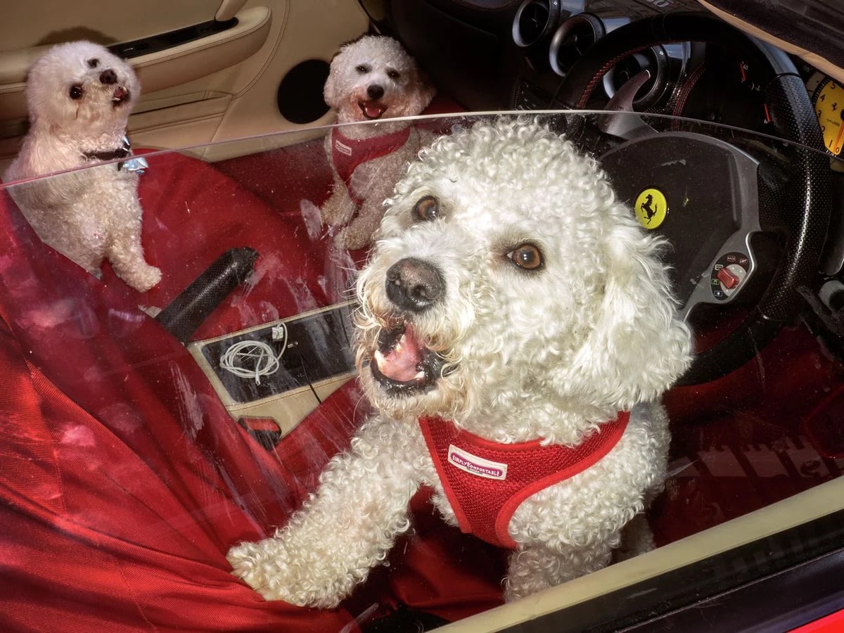 Harrodsburg Dogs - My Store