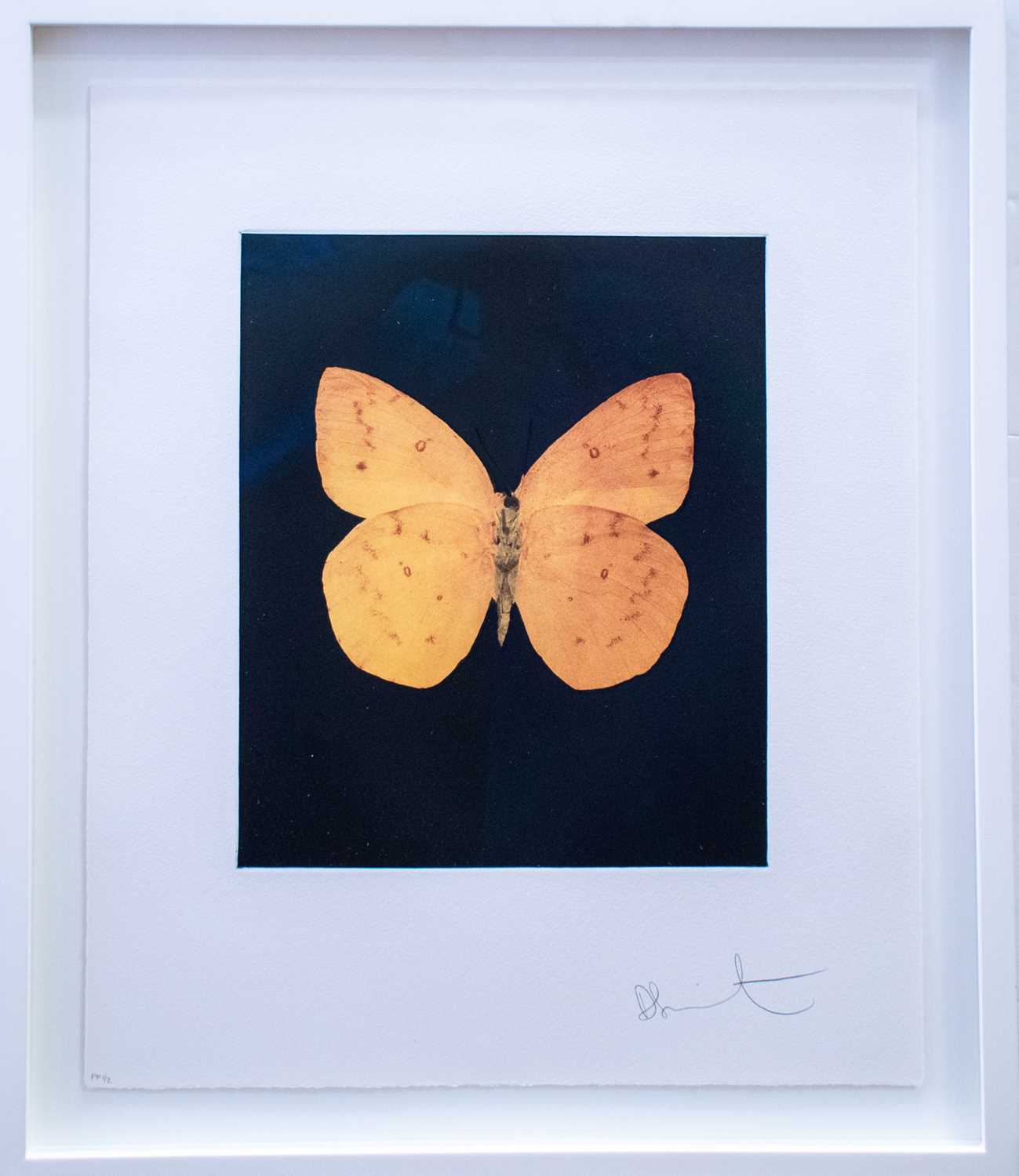 Damien Hirst's "Prosperity" artwork featuring vibrant colors and intricate details in a contemporary design.